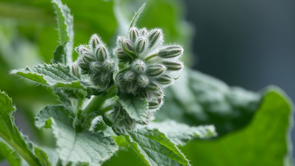 Borage: 5 reasons why it is good and how to cook it - Sale&Pepe